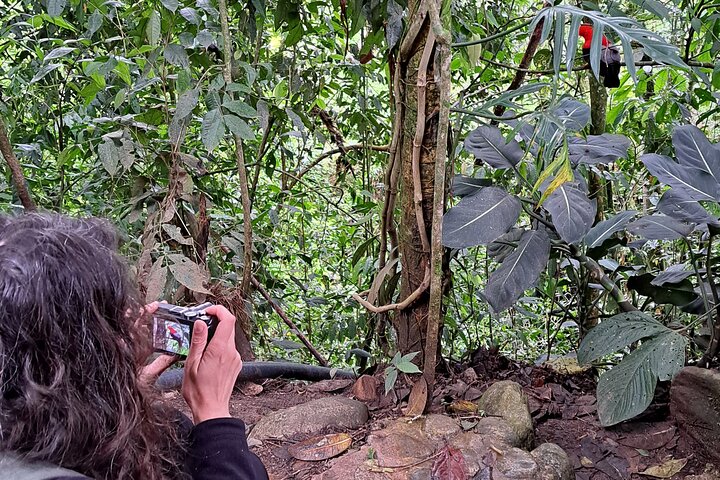 Cock of the Rock Birdwatching in Jardin with Professional Guide