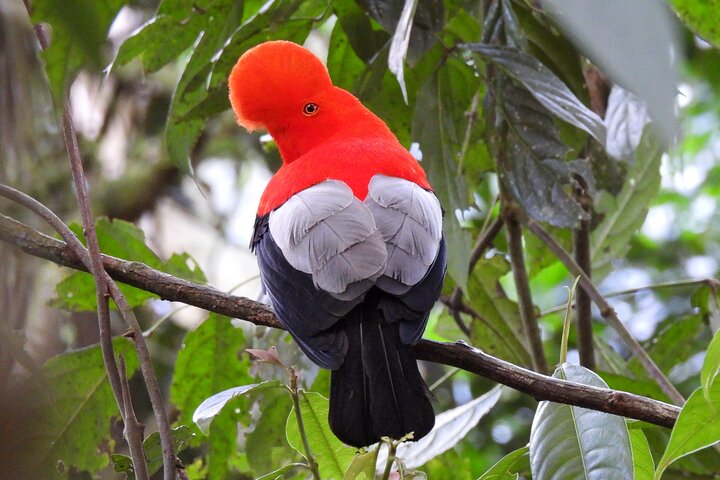 Cock of the Rock Birdwatching in Jardin with Professional Guide