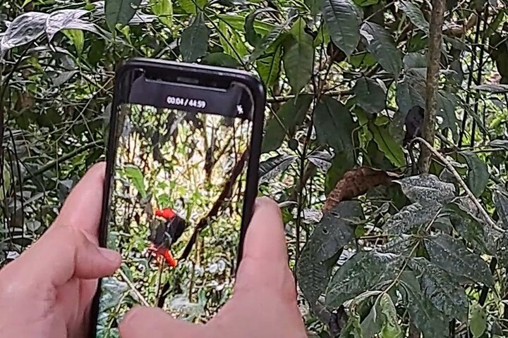 Cock of the Rock Birdwatching in Jardin with Professional Guide