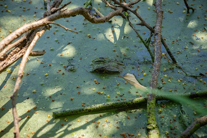 Community and Biodiversity Tour of the Tatacoa Desert from Neiva
