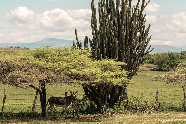Community and Biodiversity Tour of the Tatacoa Desert from Neiva