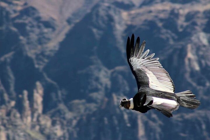 Colca Canyon Plus