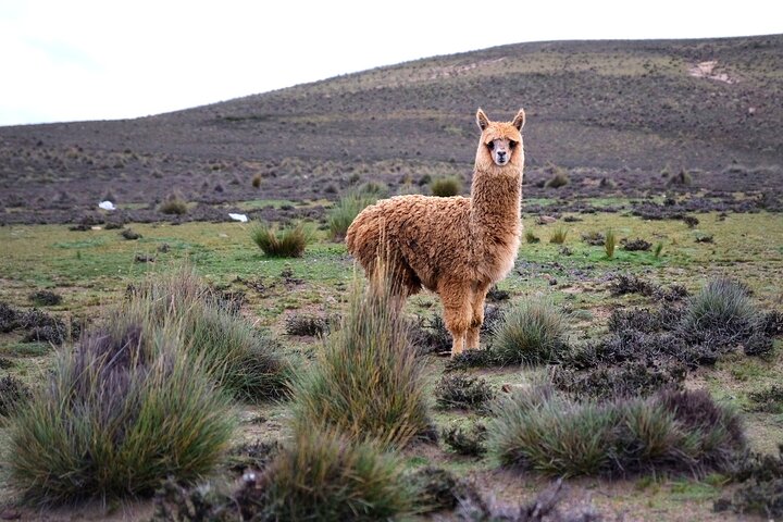 Colca Canyon Plus