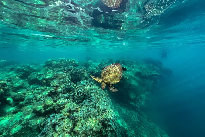 A Turtle Tour on Rarotonga - small groups, premium experience
