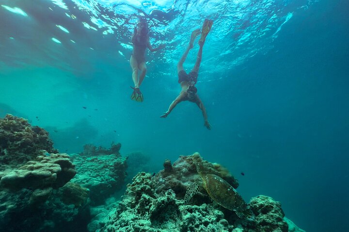 A Turtle Tour on Rarotonga - small groups, premium experience