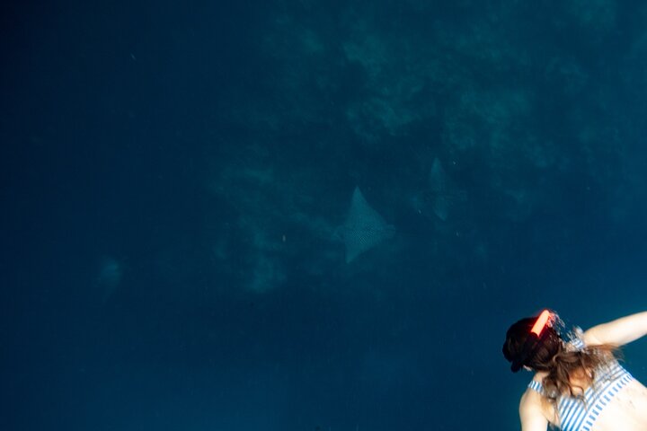 An Eagle Ray and Turtle Tour-Small Groups & Photography Included