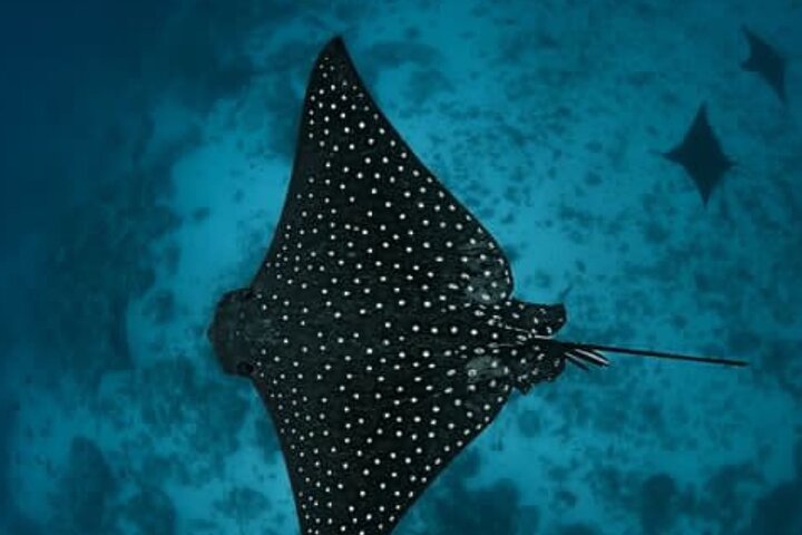 An Eagle Ray and Turtle Tour-Small Groups & Photography Included