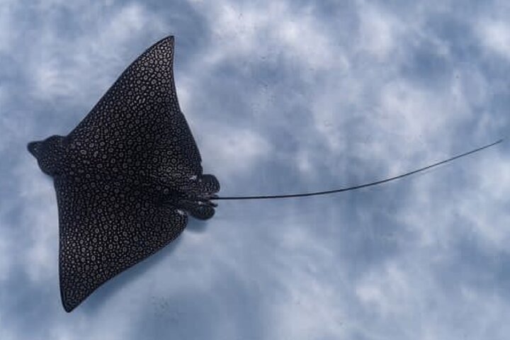 An Eagle Ray and Turtle Tour-Small Groups & Photography Included