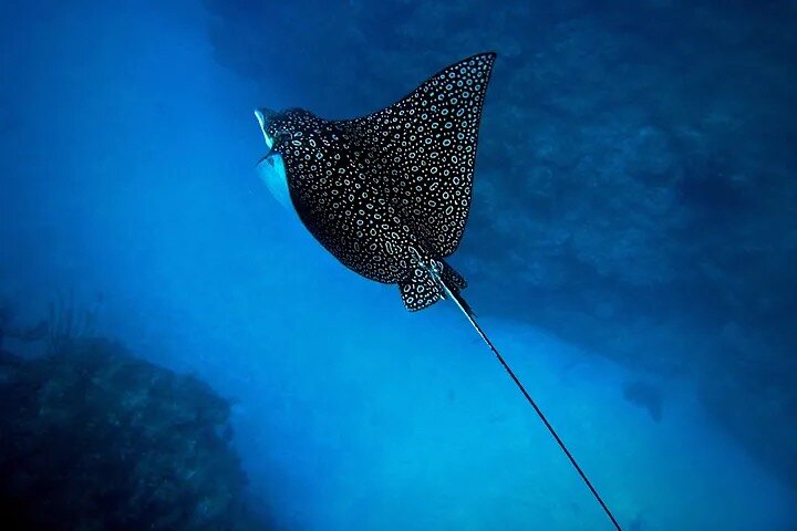 An Eagle Ray and Turtle Tour-Small Groups & Photography Included