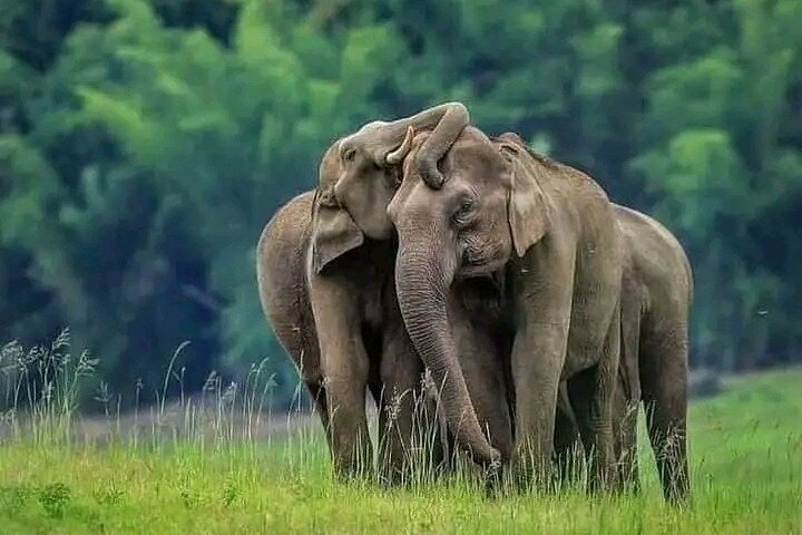 Minneriya National Park Wildlife & Elephant Safari from Sigiriya