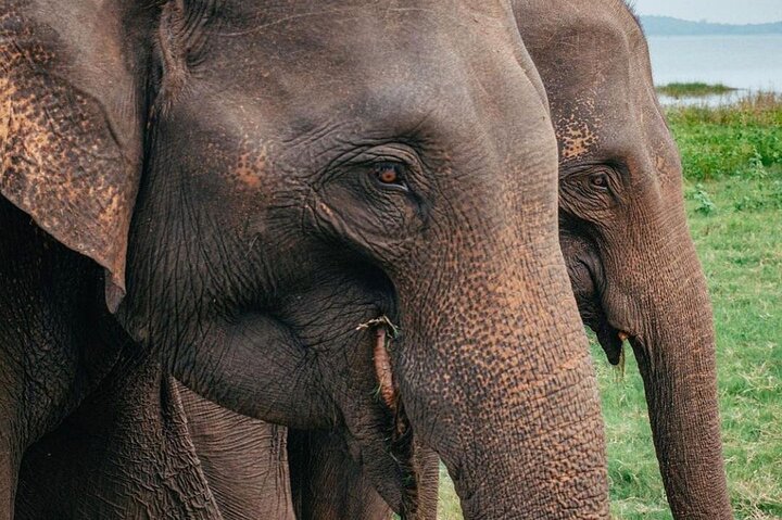 Minneriya National Park Wildlife & Elephant Safari from Sigiriya