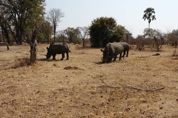 Exclusive Game Drive & White Rhino Safari in Livingstone Zambia