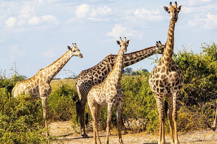 Exclusive Game Drive & White Rhino Safari in Livingstone Zambia