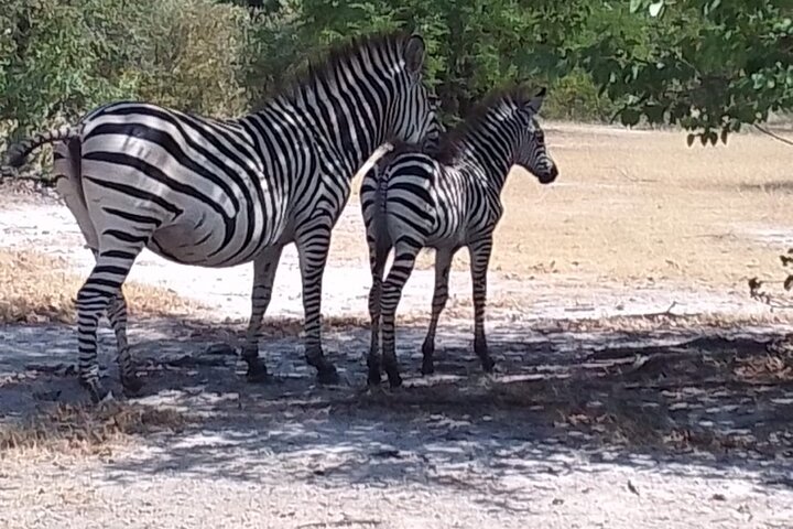 Exclusive Game Drive & White Rhino Safari in Livingstone Zambia