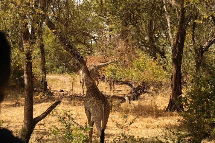 Exclusive Game Drive & White Rhino Safari in Livingstone Zambia