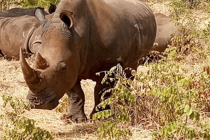 Exclusive Game Drive & White Rhino Safari in Livingstone Zambia