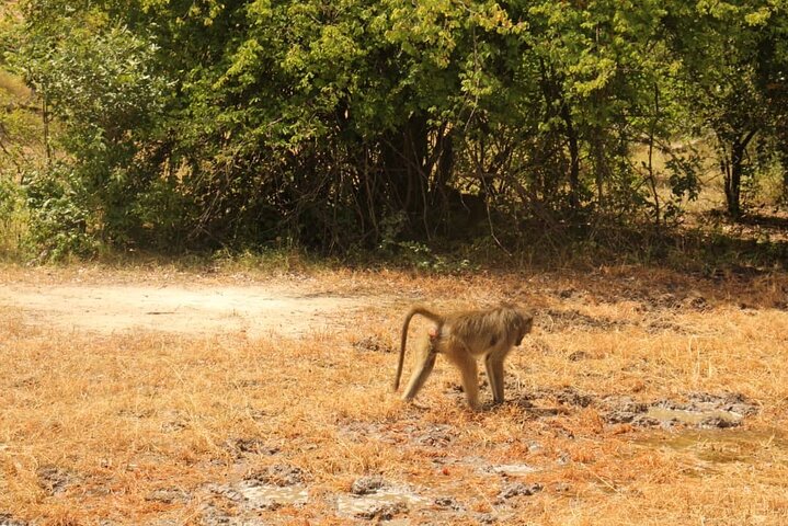 Exclusive Game Drive & White Rhino Safari in Livingstone Zambia