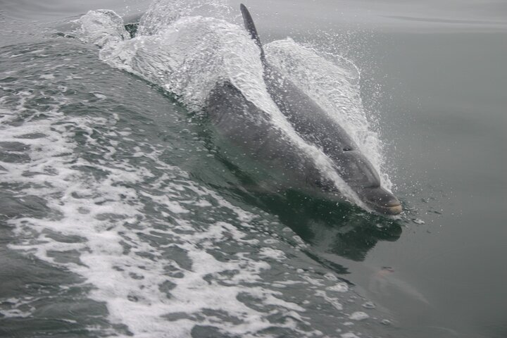 Marine Dune Day: Catamaran Cruise and Sandwich Harbor Dune Drive