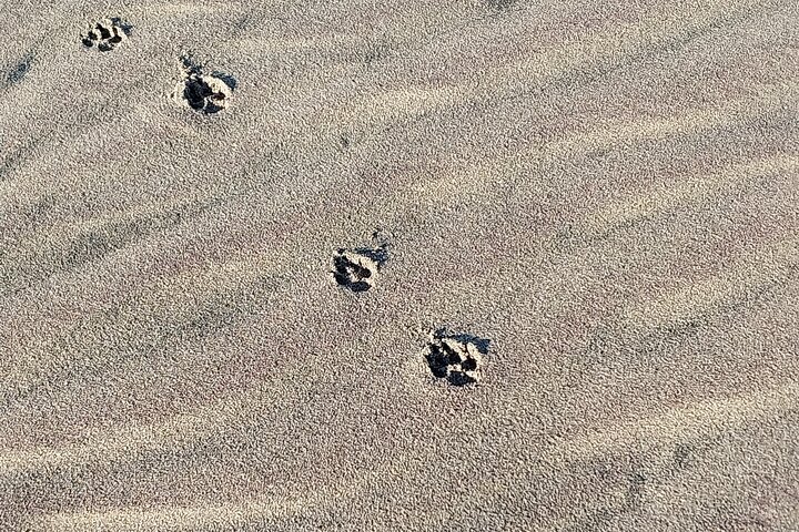 Marine Dune Day: Catamaran Cruise and Sandwich Harbor Dune Drive