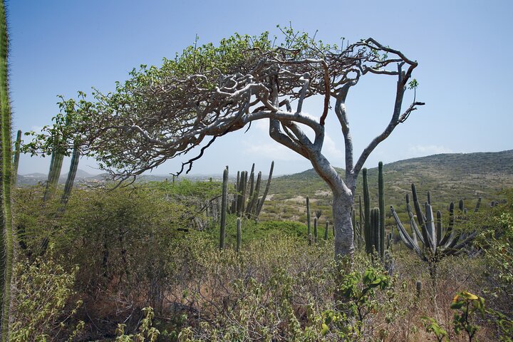 Half Day Hike at Arikok National Park & Snorkel