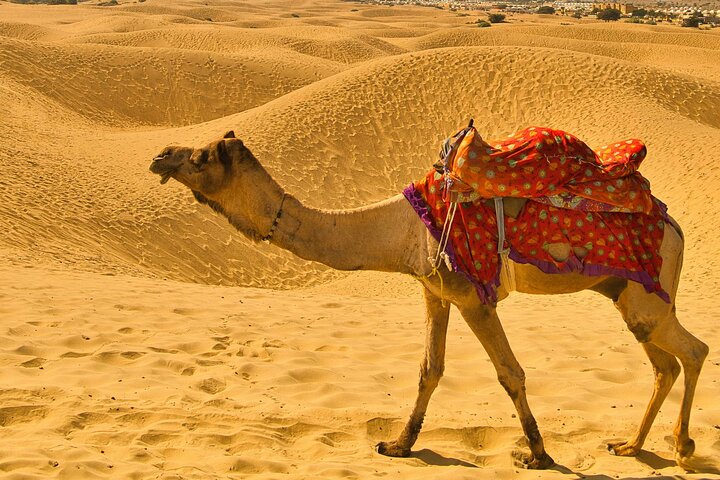 Pushkar: Sunset Camel Safari with Hotel Pick up & Drop off