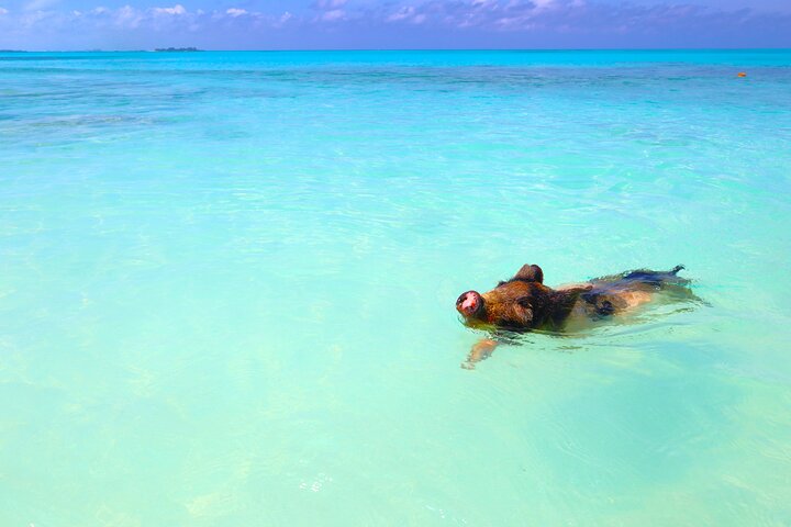 Nassau Swimming Pigs and Private Beach Club Escape