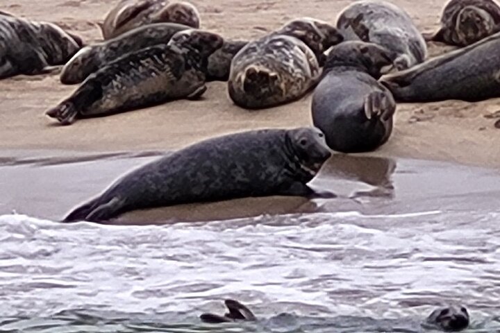 Dingle Boat Tours Wildlife RIB Adventure