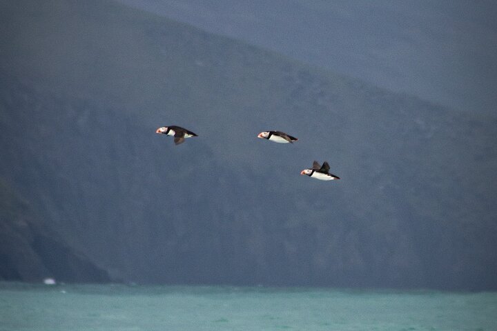 Dingle Boat Tours Wildlife RIB Adventure