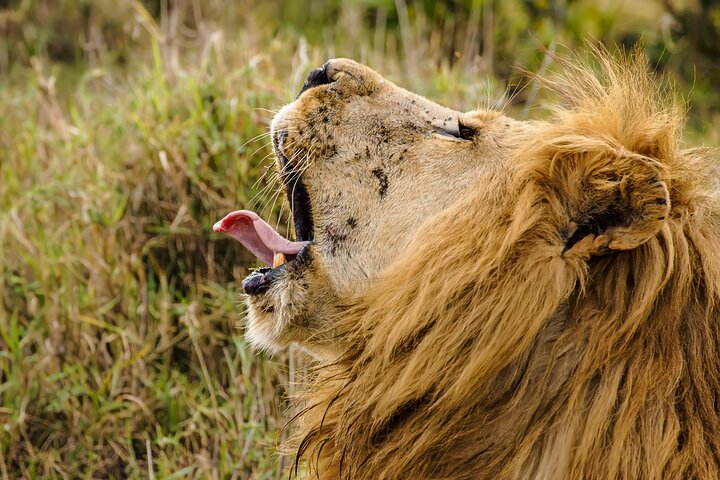 Full-Day Hlane Royal National Park Safari from Manzini