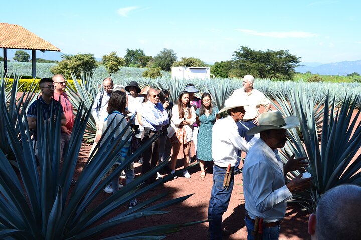 José Cuervo Tequila Tour & Agave Fields from Guadalajara