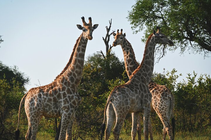 Amazing Safari at Game Reserve in Cape Town - see the Big5