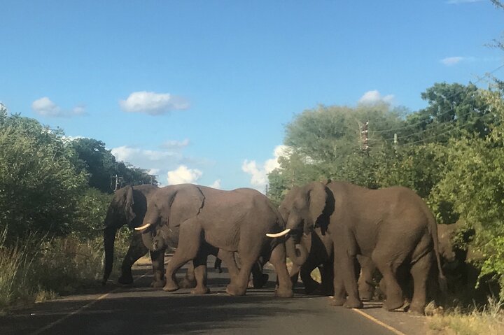 Exclusive Game Drive & White Rhino Safari in Livingstone Zambia