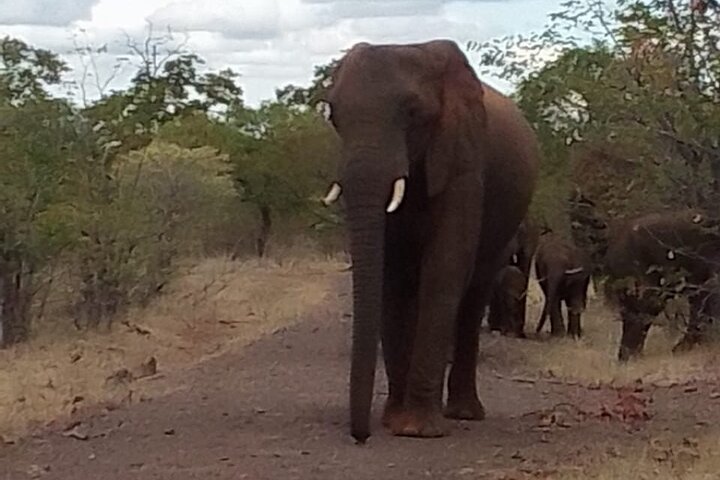 Exclusive Game Drive & White Rhino Safari in Livingstone Zambia