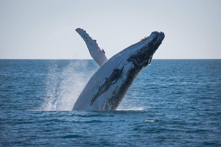 Hervey Bay: Best Value Half Day Whale Watching Cruise