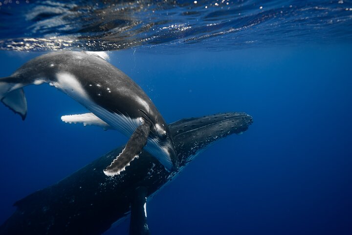 Whale watching and swimming in Moorea
