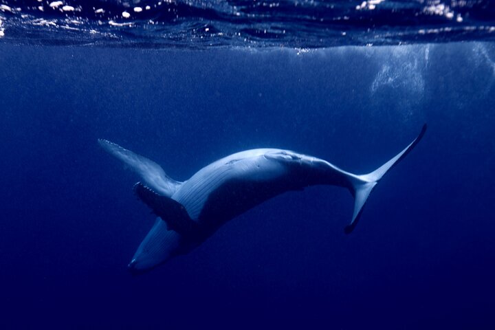 Whale watching and swimming in Moorea