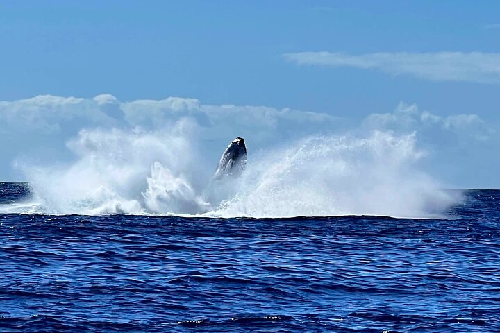 Whale watching and swimming in Moorea
