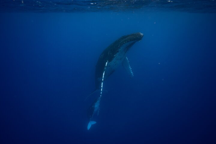 Whale watching and swimming in Moorea