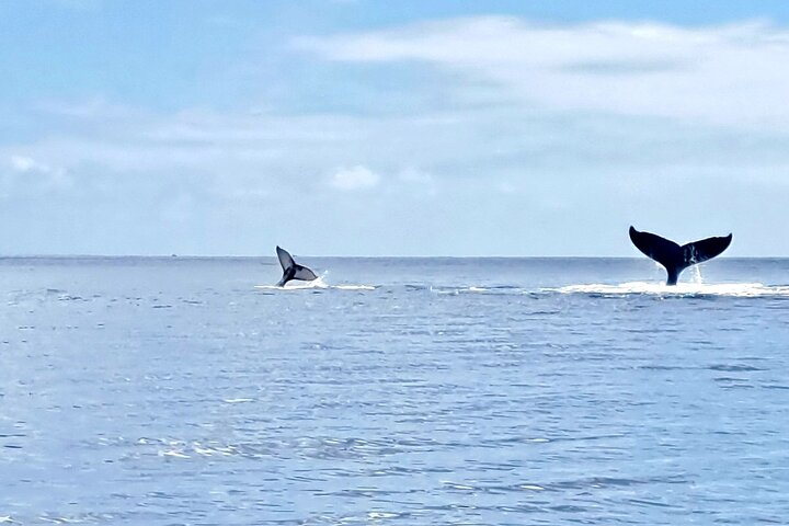 Whale watching and swimming in Moorea