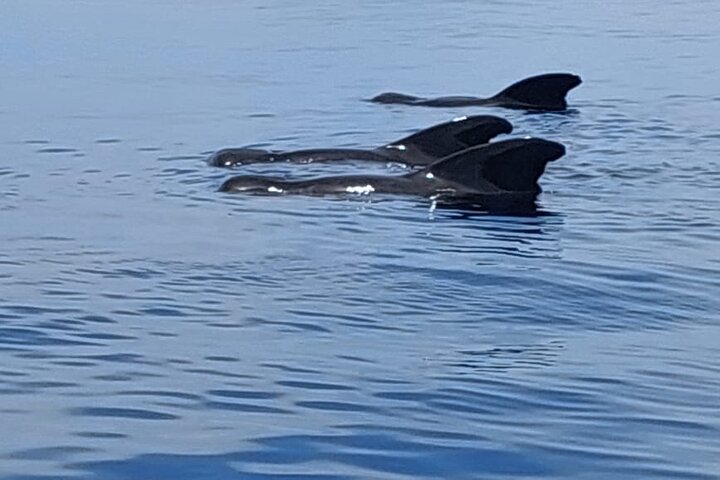 Whale watching and swimming in Moorea