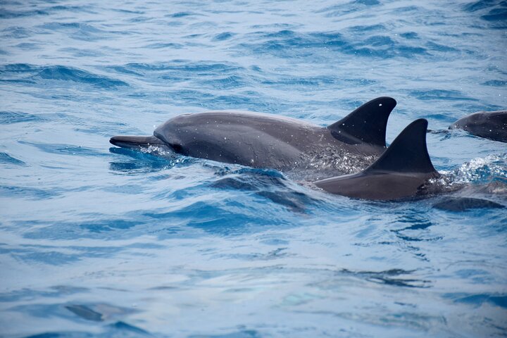 Whale watching and swimming in Moorea