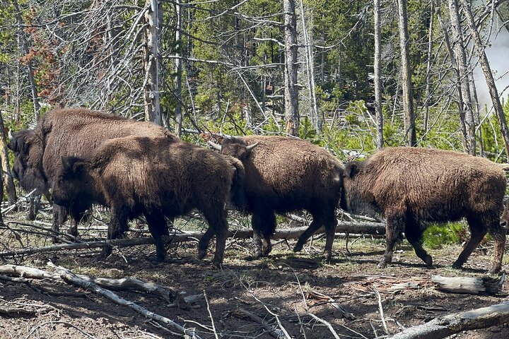 Yellowstone Full Day Private Tour Starting from Jackson Hole