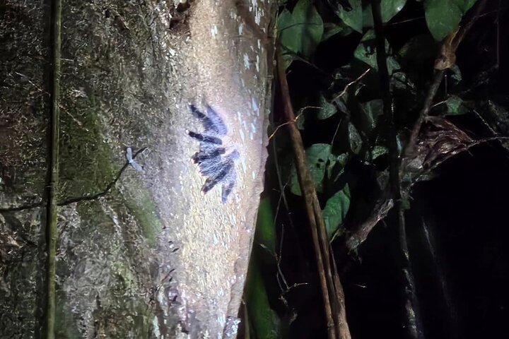 Amazing Jungle 3Days 2Nights - Amazon Wonder Expeditions