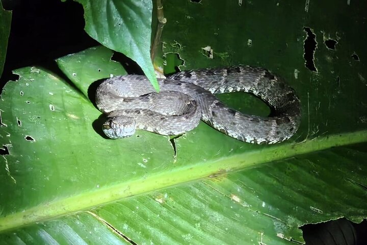 Amazing Jungle 3Days 2Nights - Amazon Wonder Expeditions