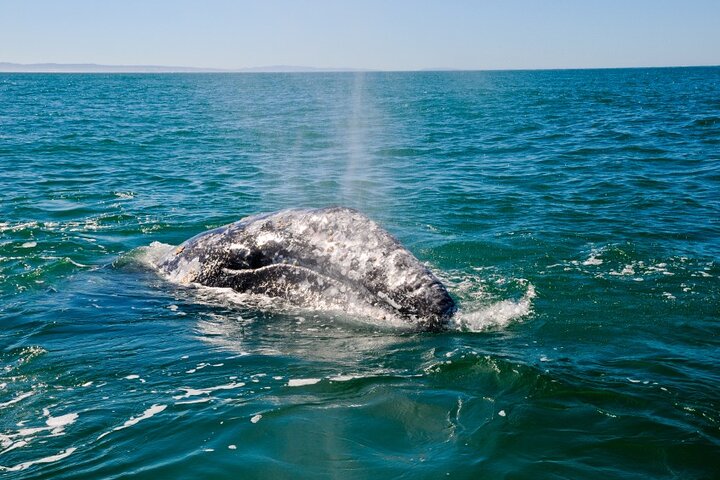 Seattle: Half-Day Wildlife and Whale Watching Cruise