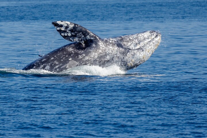Seattle: Half-Day Wildlife and Whale Watching Cruise
