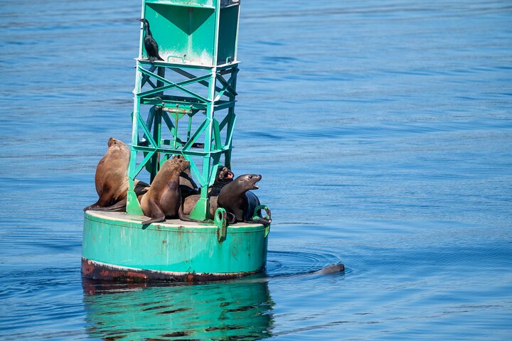 Seattle: Half-Day Wildlife and Whale Watching Cruise