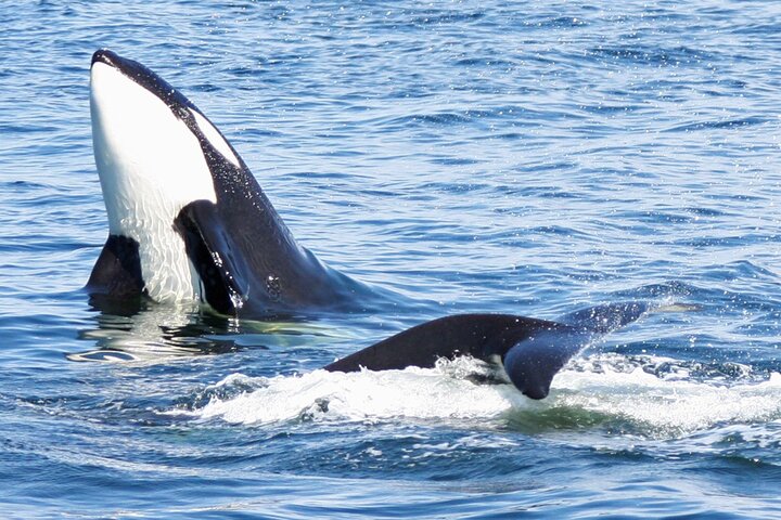 Seattle: Half-Day Wildlife and Whale Watching Cruise