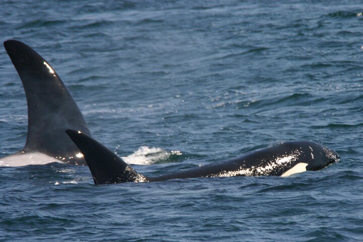 Seattle: Half-Day Wildlife and Whale Watching Cruise