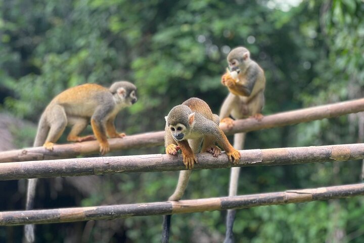 Amazing Jungle 3Days 2Nights - Amazon Wonder Expeditions